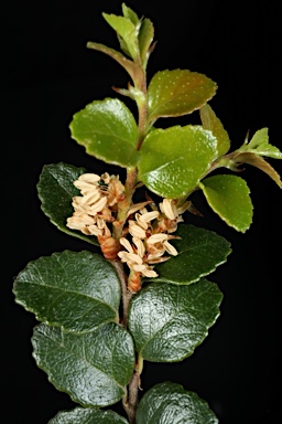 APII jpeg image of Nothofagus cunninghamii  © contact APII