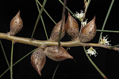 APII jpeg image of Hakea carinata  © contact APII