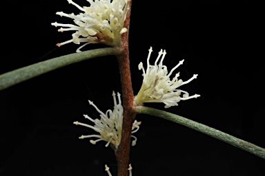 APII jpeg image of Hakea carinata  © contact APII