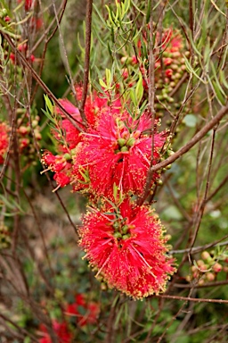 APII jpeg image of Melaleuca fulgens  © contact APII