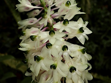 APII jpeg image of Dendrobium smillieae  © contact APII