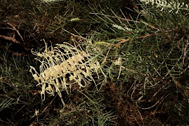 APII jpeg image of Grevillea 'Ivory Whip'  © contact APII