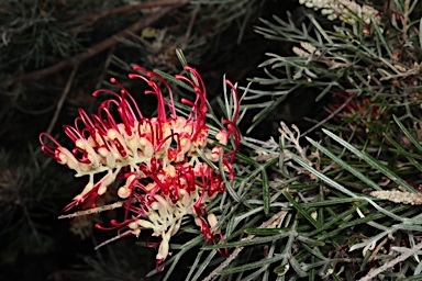 APII jpeg image of Grevillea 'RSL SpiritofANZAC'  © contact APII