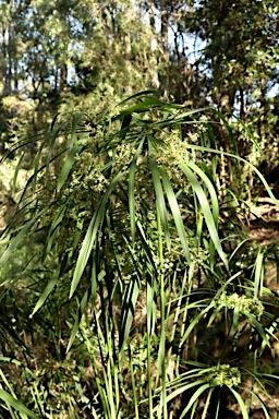 APII jpeg image of Cyperus involucratus  © contact APII