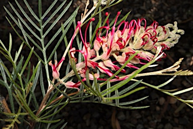 APII jpeg image of Grevillea 'Lana Marie'  © contact APII