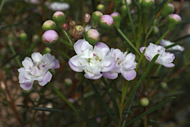 APII jpeg image of Chamelaucium 'Dancing Queen'  © contact APII