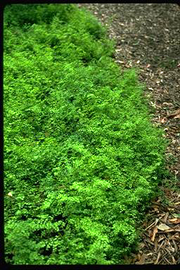 APII jpeg image of Adiantum aethiopicum  © contact APII