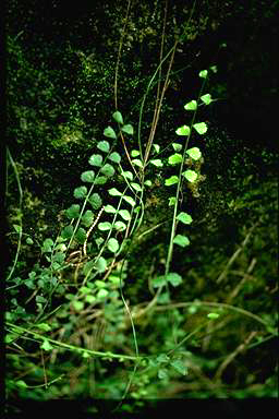 APII jpeg image of Asplenium flabellifolium  © contact APII