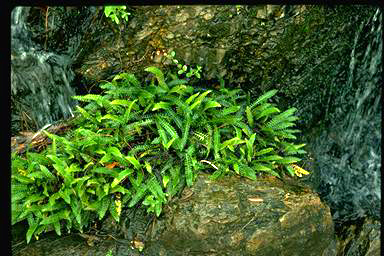 APII jpeg image of Blechnum penna-marina  © contact APII