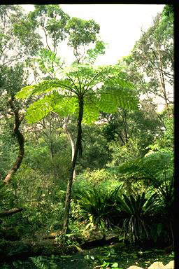 APII jpeg image of Cyathea cooperi  © contact APII