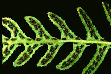 APII jpeg image of Blechnum parrisiae  © contact APII