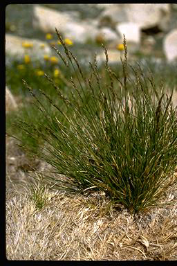 APII jpeg image of Poa saxicola  © contact APII