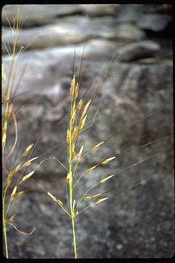 APII jpeg image of Sorghum stipoideum  © contact APII