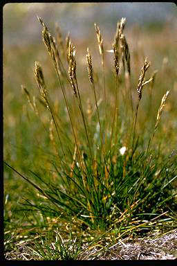 APII jpeg image of Rytidosperma nudiflorum  © contact APII