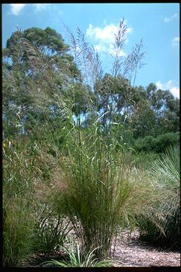 APII jpeg image of Austrostipa ramosissima  © contact APII