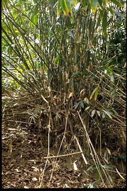 APII jpeg image of Bambusa forbesii  © contact APII