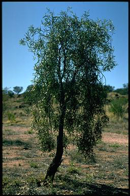 APII jpeg image of Acacia salicina  © contact APII