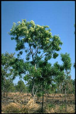 APII jpeg image of Atalaya hemiglauca  © contact APII