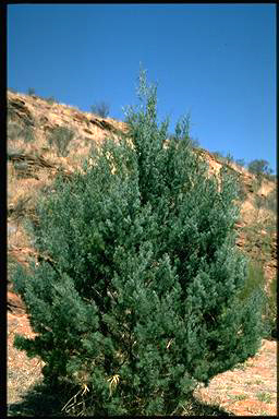 APII jpeg image of Callitris glaucophylla  © contact APII