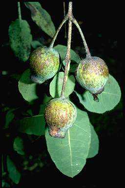 APII jpeg image of Corymbia setosa  © contact APII