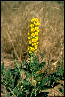 APII jpeg image of Crotalaria retusa  © contact APII