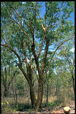 APII jpeg image of Eucalyptus phoenicea  © contact APII