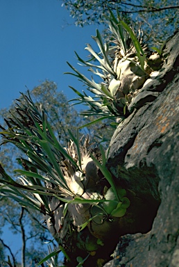 APII jpeg image of Platycerium veitchii  © contact APII