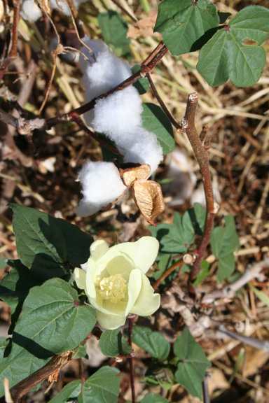 APII jpeg image of Gossypium hirsutum  © contact APII