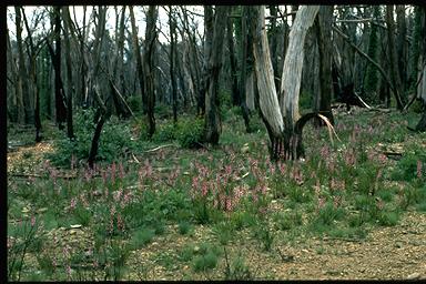 APII jpeg image of Stylidium graminifolium  © contact APII