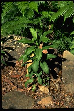 APII jpeg image of Cordyline murchisonii  © contact APII