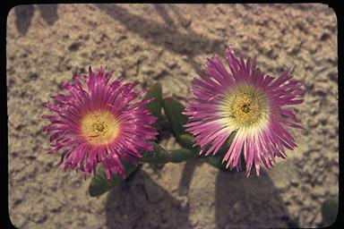 APII jpeg image of Carpobrotus aequilaterus  © contact APII