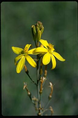 APII jpeg image of Bulbine bulbosa  © contact APII