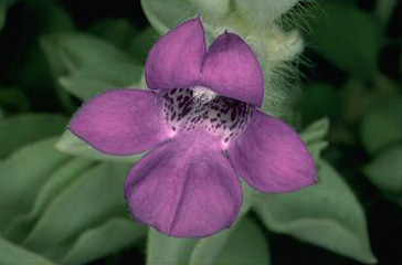 APII jpeg image of Eremophila warnesii  © contact APII