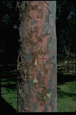 APII jpeg image of Angophora costata  © contact APII