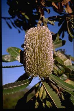 APII jpeg image of Banksia serrata  © contact APII