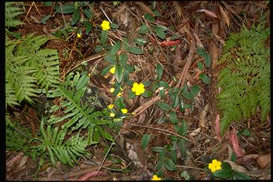 APII jpeg image of Hibbertia dentata  © contact APII