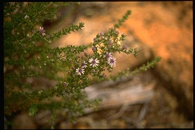 APII jpeg image of Olearia ramulosa  © contact APII