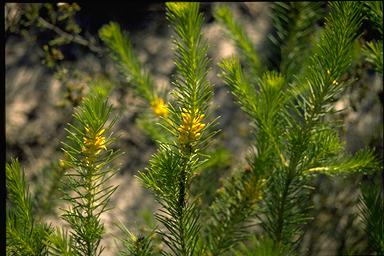 APII jpeg image of Persoonia isophylla  © contact APII