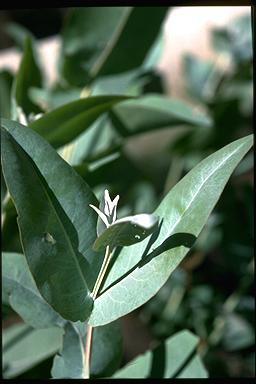 APII jpeg image of Eucalyptus apodophylla  © contact APII