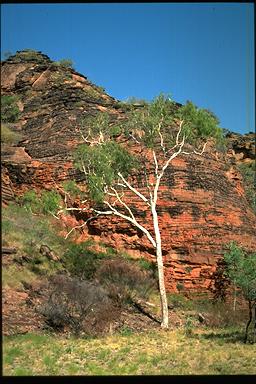 APII jpeg image of Corymbia dichromophloia  © contact APII