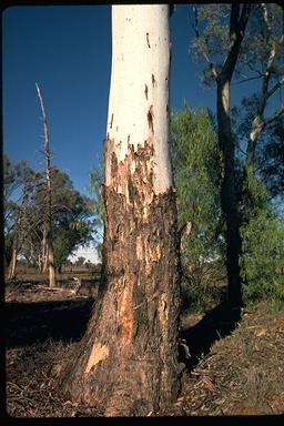 APII jpeg image of Eucalyptus intertexta  © contact APII