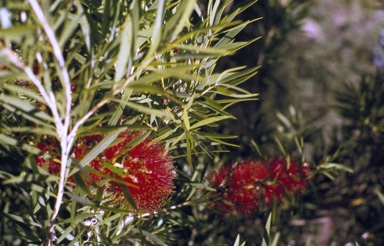 APII jpeg image of Callistemon 'Shannon'  © contact APII