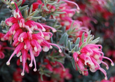 APII jpeg image of Grevillea 'Jelly Baby'  © contact APII