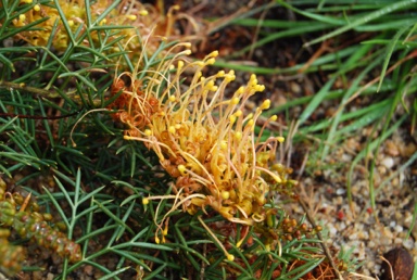 APII jpeg image of Grevillea 'Yellow Devil'  © contact APII