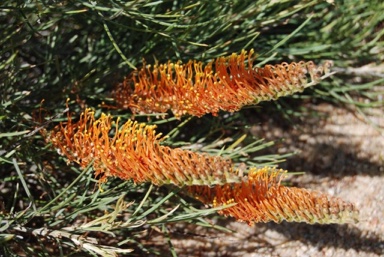 APII jpeg image of Grevillea 'Ochre Pokers'  © contact APII