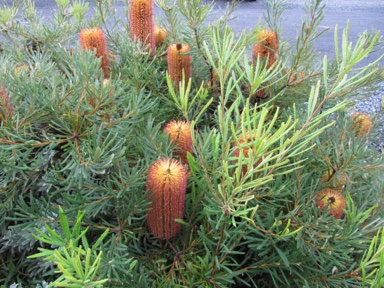 APII jpeg image of Banksia spinulosa 'Honey Pots'  © contact APII