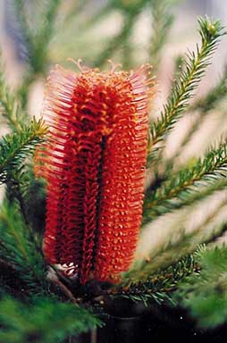 APII jpeg image of Banksia ericifolia 'Red Rover'  © contact APII