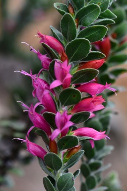 APII jpeg image of Eremophila 'Beryl's Gem'  © contact APII