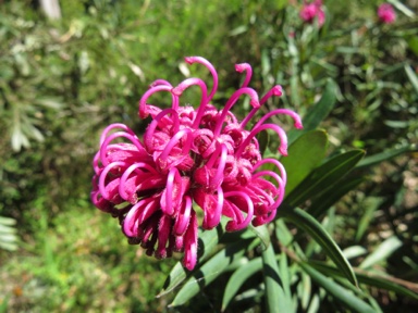 APII jpeg image of Grevillea 'Lawson Queen'  © contact APII