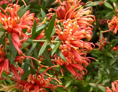 APII jpeg image of Grevillea 'Apricot Tingle'  © contact APII